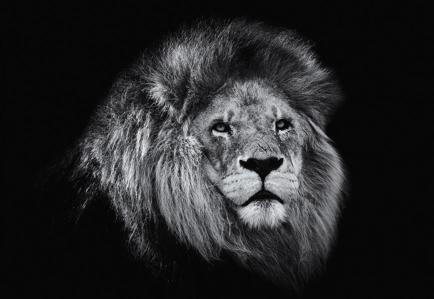 African Lion In Black And White by David Whelan