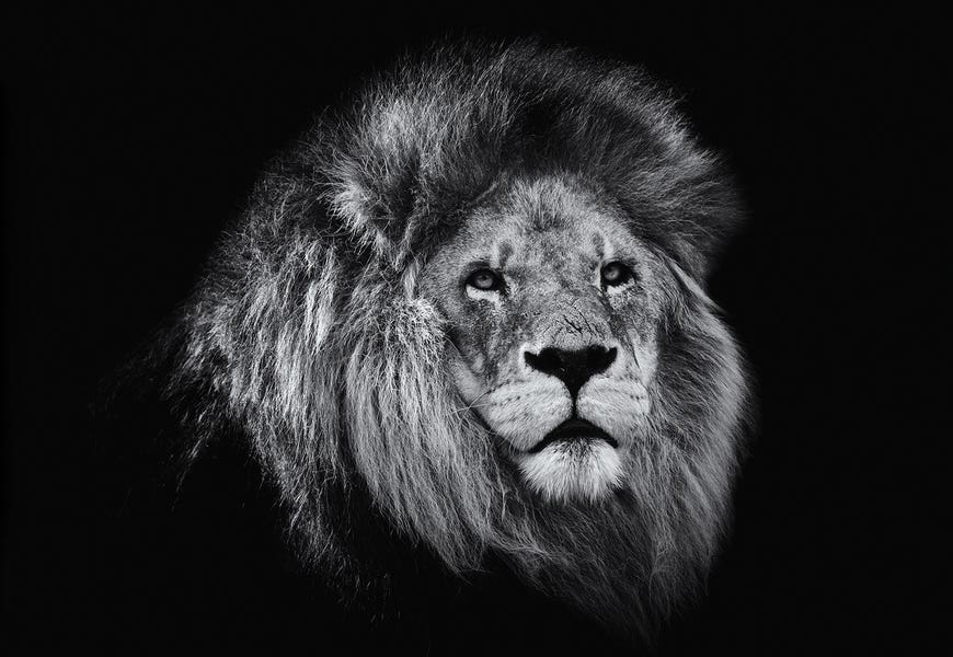 African Lion In Black And White by David Whelan