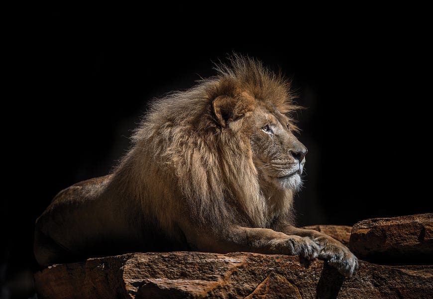Lazarus by David Whelan
