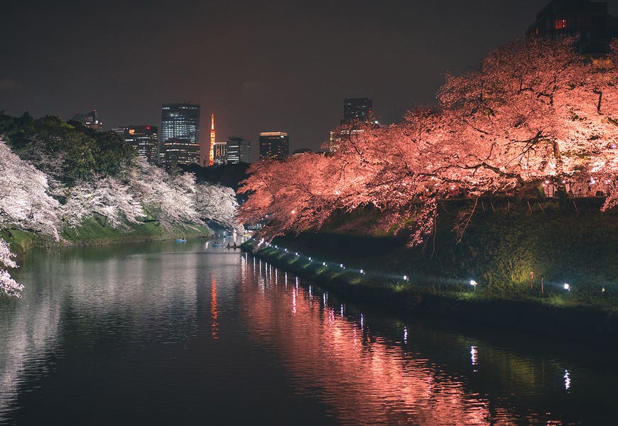 Tokyo Cherry Blossom At Night IV by Fabian Fortmann