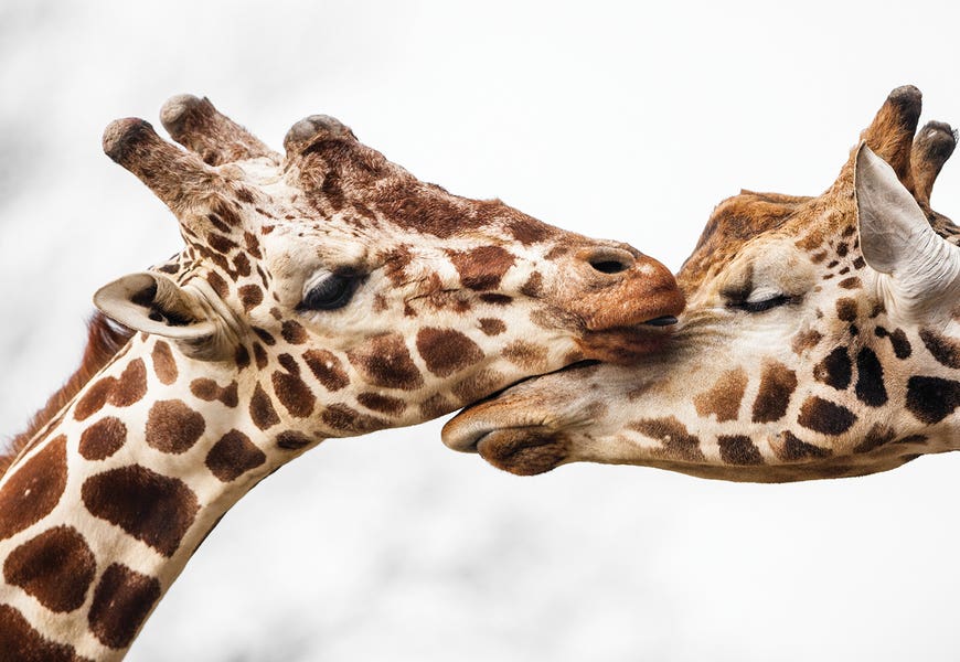 Love by Goran Anastasovski