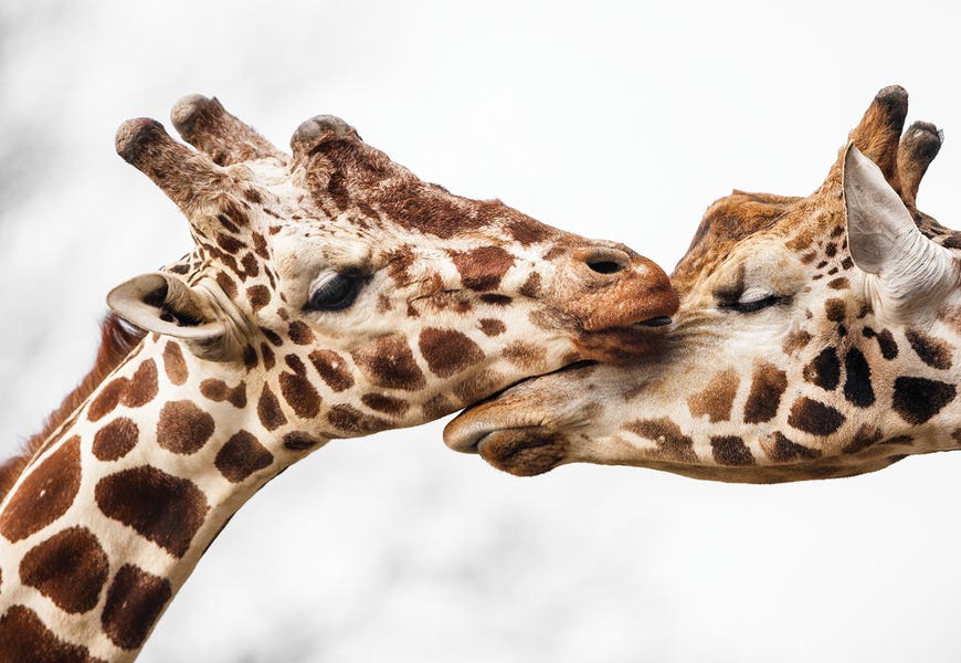 Love by Goran Anastasovski