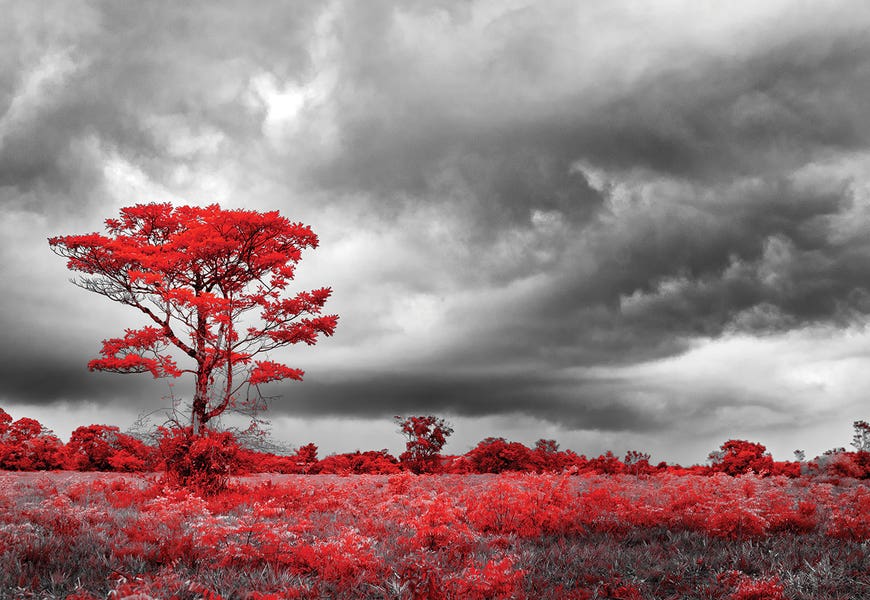 Red Tree - Sao Paulo, Brazil by Glauco Meneghelli