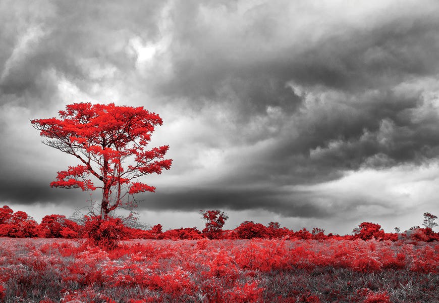 Red Tree - Sao Paulo, Brazil by Glauco Meneghelli