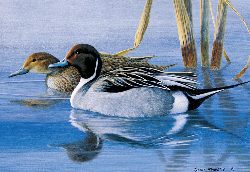 Pintails At Daybreak by Geoff Mowery