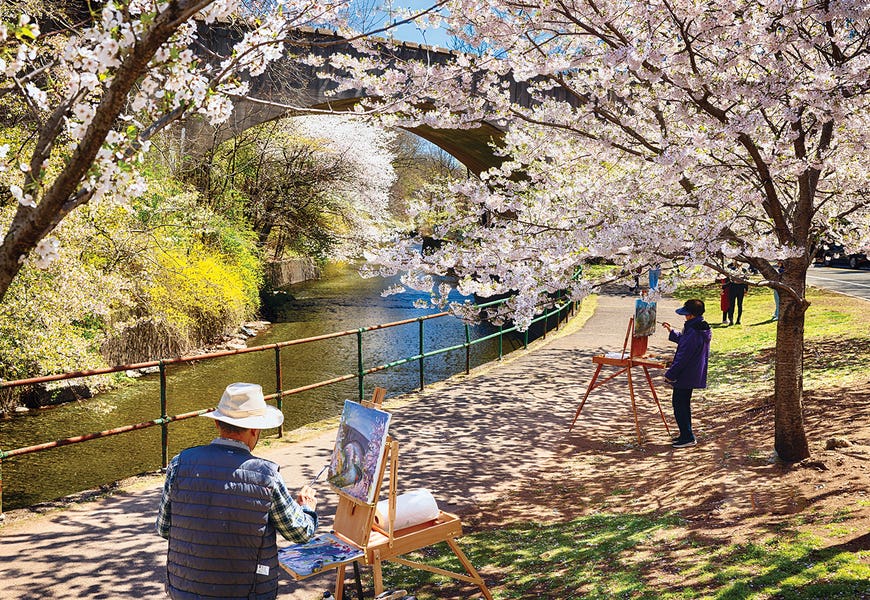 A Picture Perfect Cherry Blossom Day In Branch Brook Park, New Jersey by George Oze