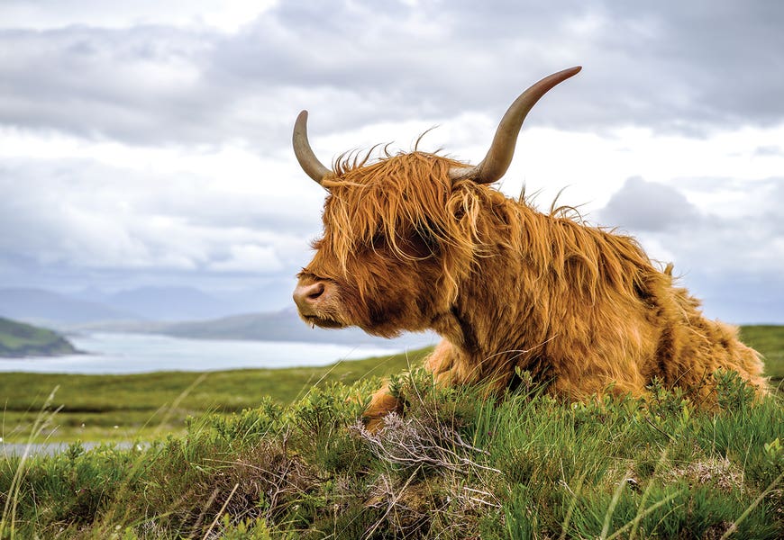 Scottish Highland Cow Colour by Stephen Hodgetts
