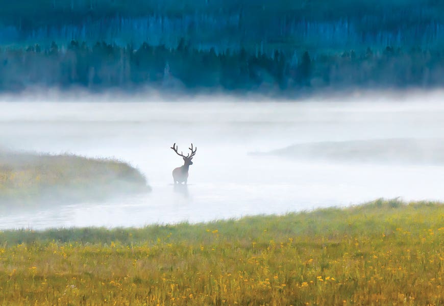 Early Morning by Janet Fikar