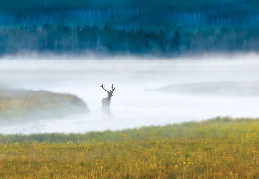 Early Morning by Janet Fikar