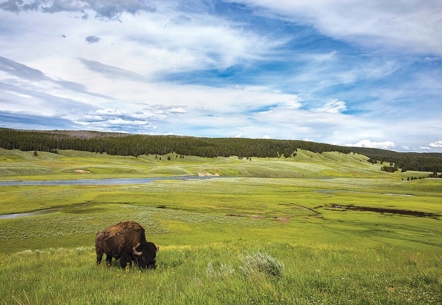 Loan Wanderer by Sarah Kadlecek