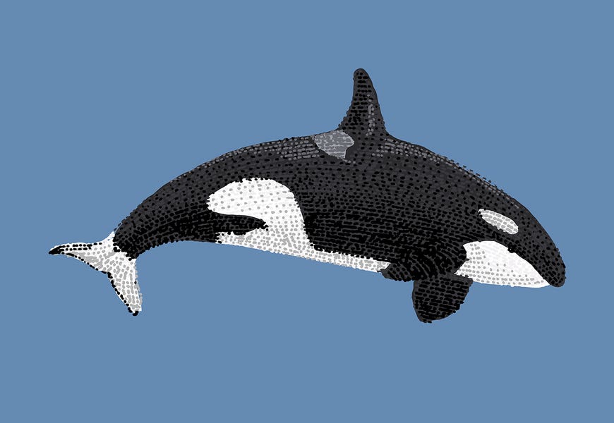 Stipple Of The Sea Killer Whale by Kelsey Emblow