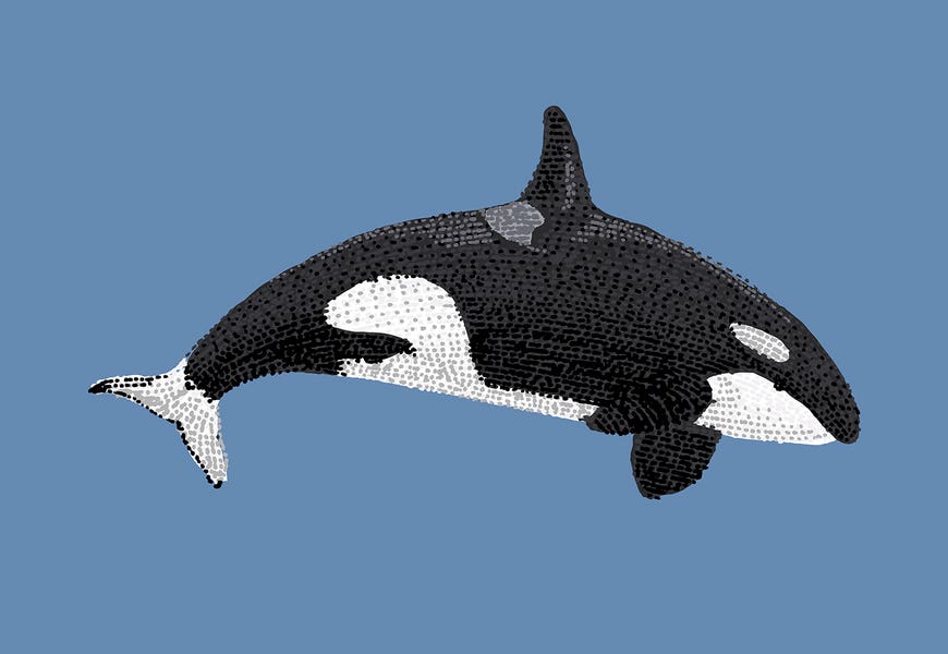 Stipple Of The Sea Killer Whale by Kelsey Emblow