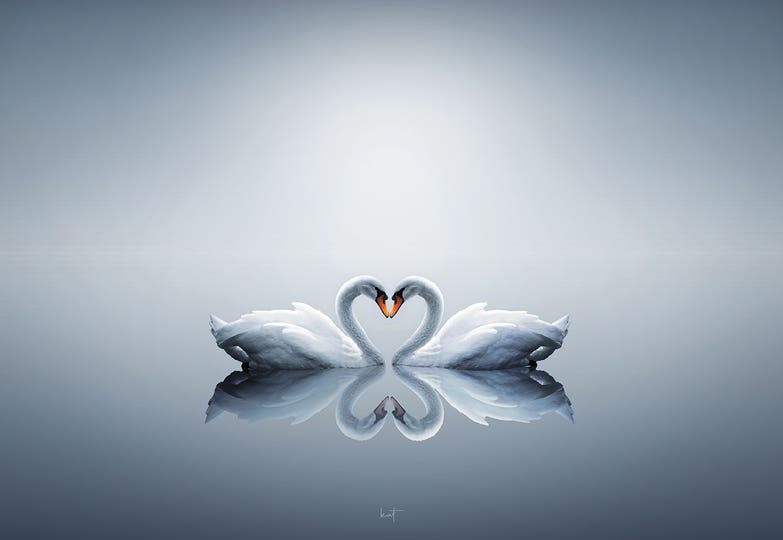 Love Birds - Collection Feature