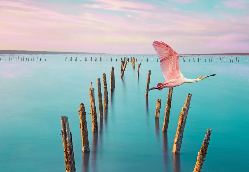 Roseate Spoonbill Over Turquoise Water by Laura D Young