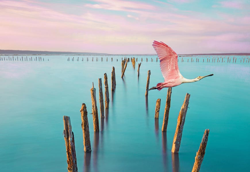 Roseate Spoonbill Over Turquoise Water by Laura D Young