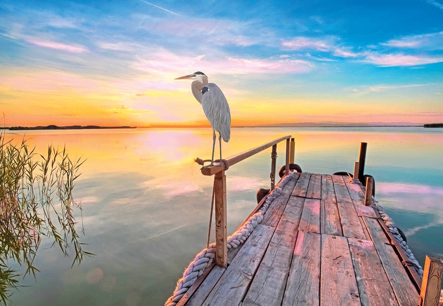 Great Blue Heron At Sunset by Laura D Young
