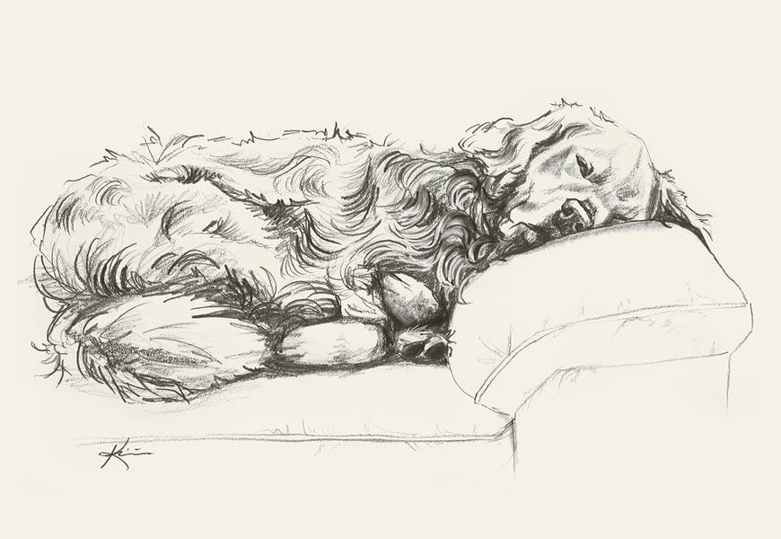 Golden Retriever II Sketch by Lindsay Kivi