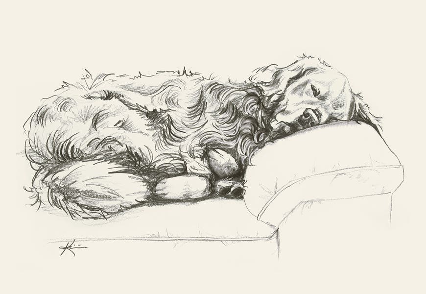Golden Retriever II Sketch by Lindsay Kivi