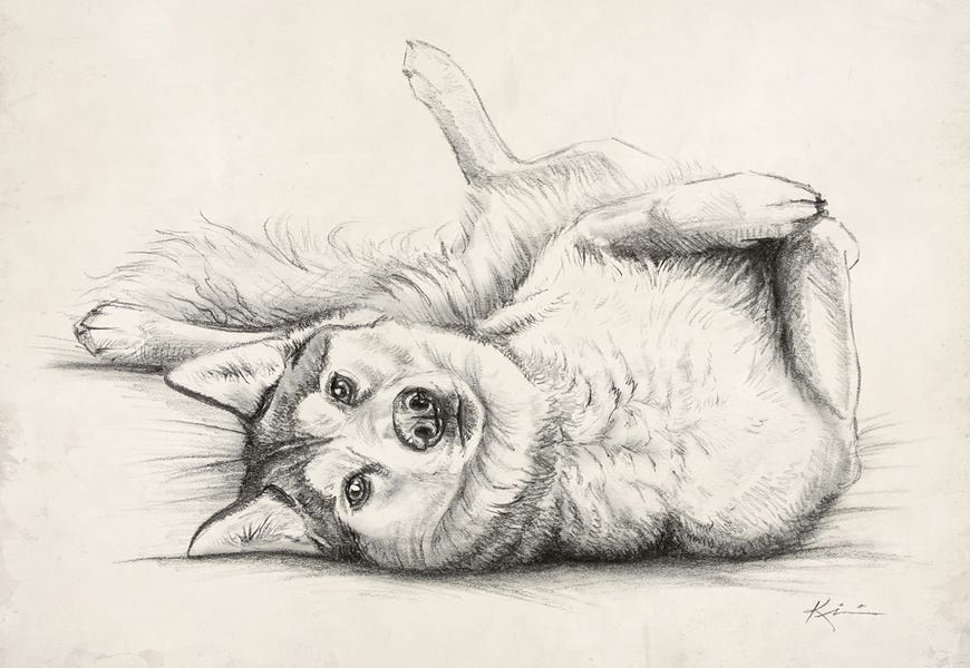 Husky Sketch by Lindsay Kivi