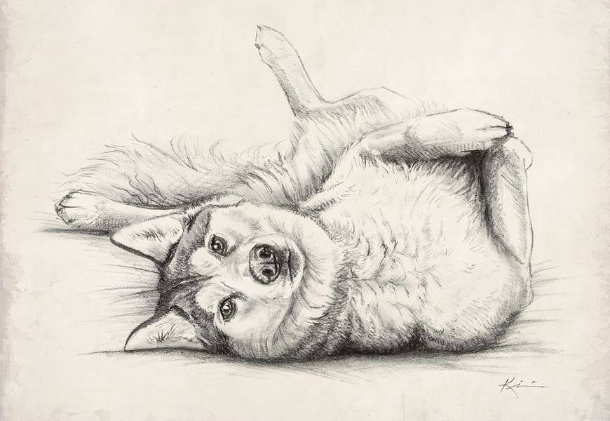 Husky Sketch by Lindsay Kivi