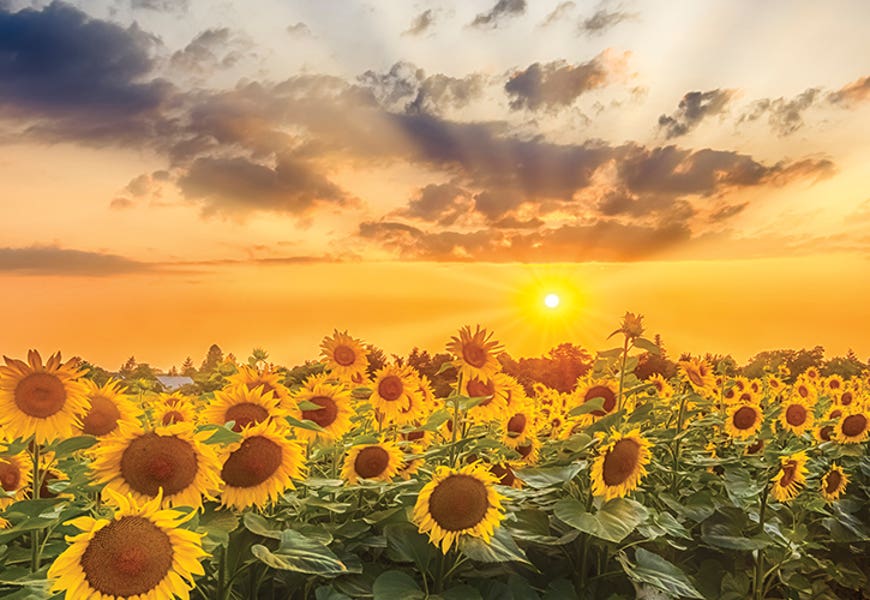 Sunflower Field At Sunset | Panoramic View by Melanie Viola