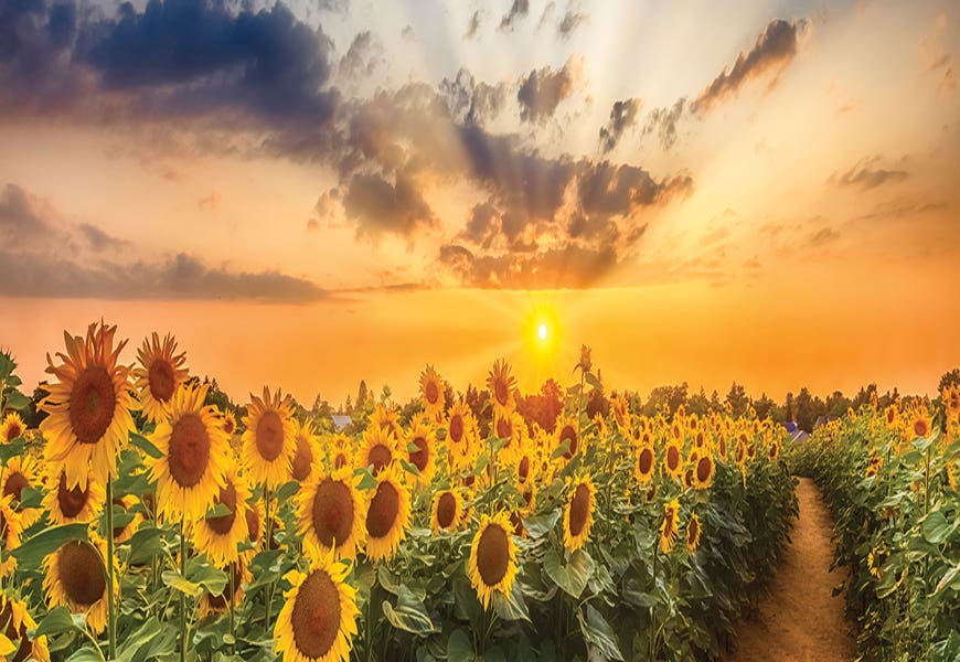 Sunflower Field At Sunset | Panoramic View by Melanie Viola