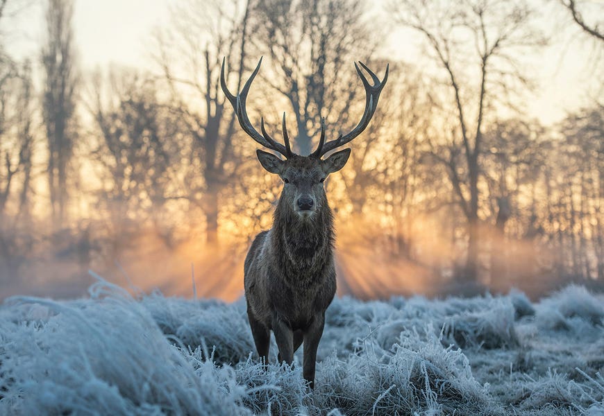 Fire And Ice II by Max Ellis