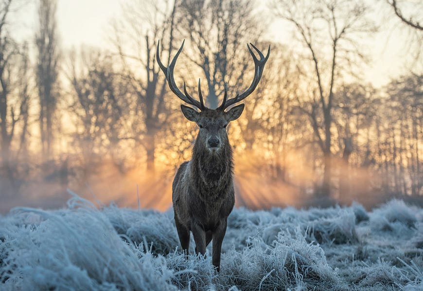 Fire And Ice II by Max Ellis