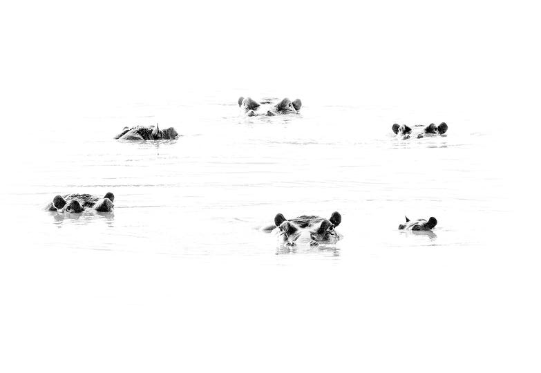 Minimalist Wildlife Photography - Guides & Inspo