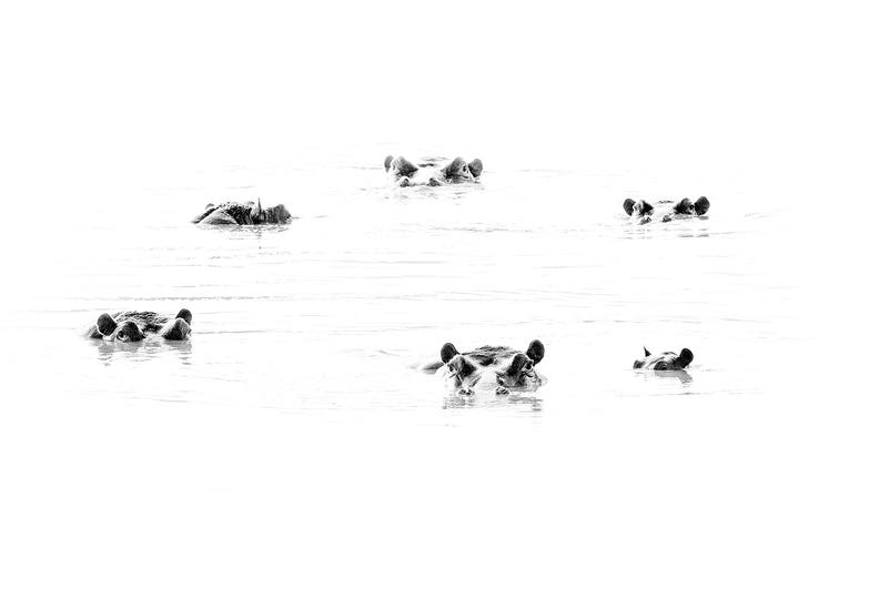 Minimalist Wildlife Photography - Guides & Inspo