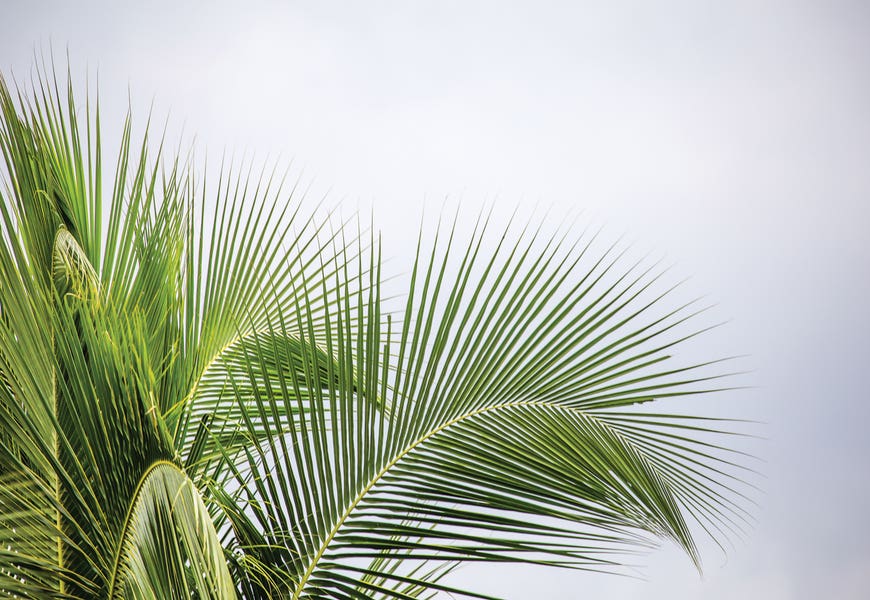 Palm Tree by Mark Paulda