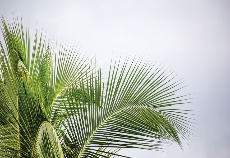 Palm Tree by Mark Paulda