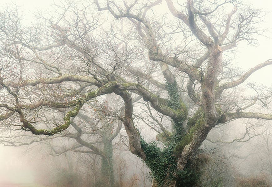 Panoramic Octopus Ghost Oak by Philippe Manguin