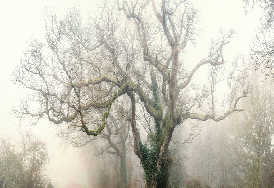 Panoramic Octopus Ghost Oak by Philippe Manguin