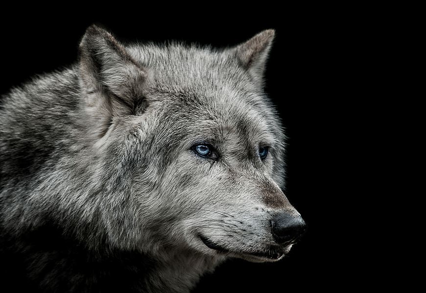 Old Blue Eyes by Paul Neville