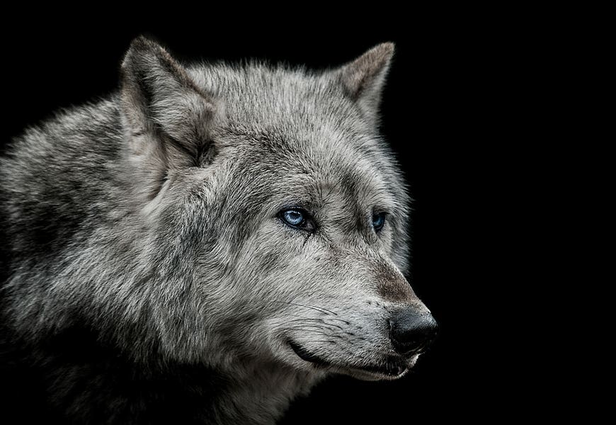 Old Blue Eyes by Paul Neville