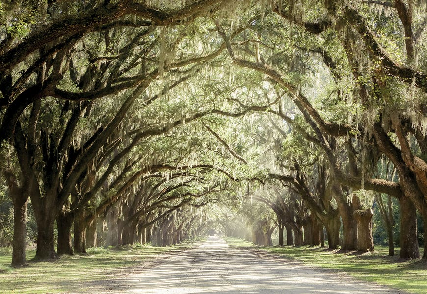 Low Country Drive by Apryl Roland
