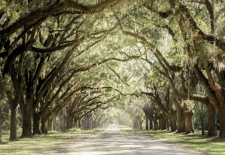 Low Country Drive by Apryl Roland