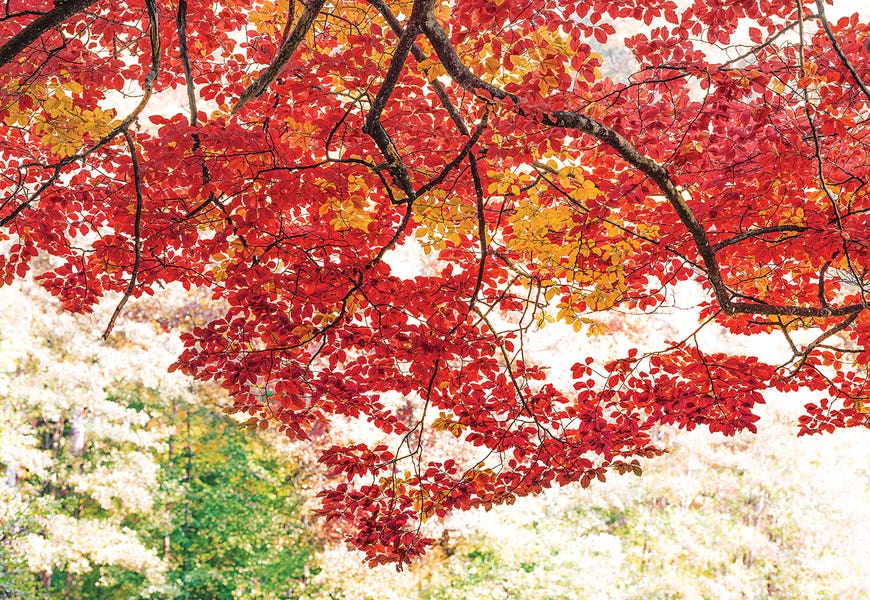 The Red Dome by Philippe Sainte-Laudy