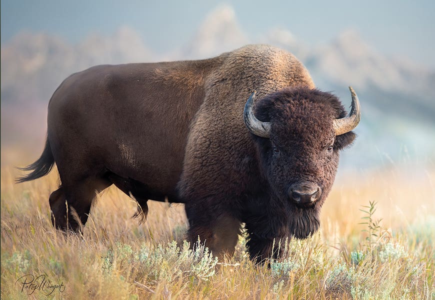 Teton Bison by Patsy Weingart