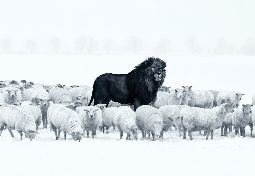 Lion Among Sheep by Ruvim Noga