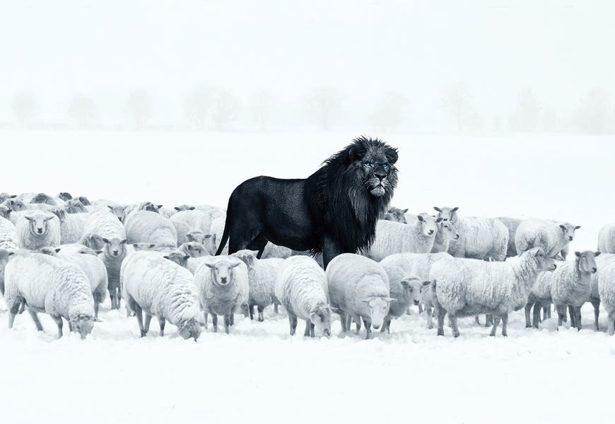Lion Among Sheep by Ruvim Noga