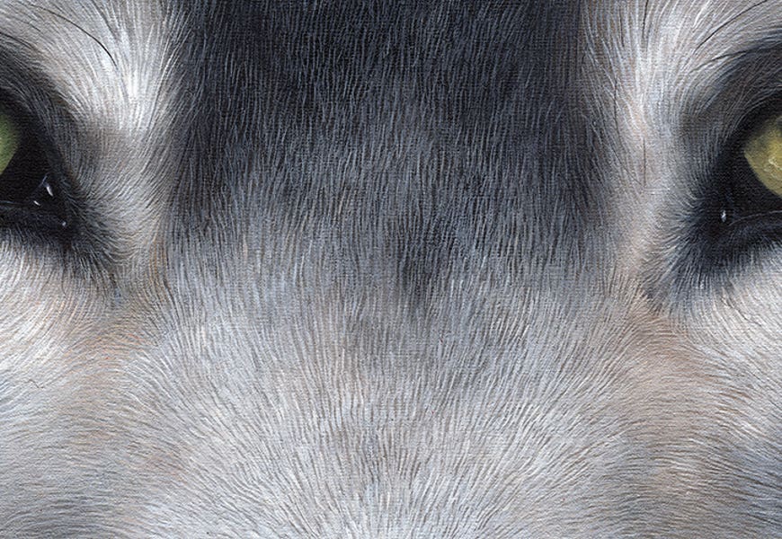 Wolf Eyes by Sarah Stribbling