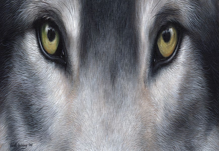 Wolf Eyes by Sarah Stribbling