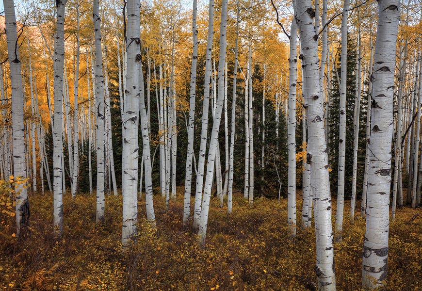 Aspen Forest In Autumn by Bill Sherrell