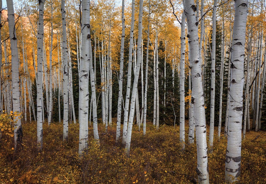 Aspen Forest In Autumn by Bill Sherrell