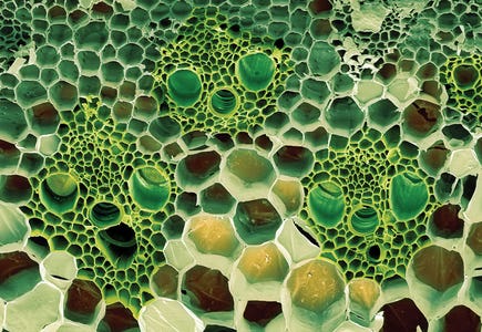 Science Photo Library