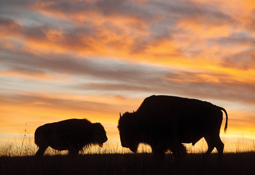 A Silhouette Of A Two Bison At Sunset Near Valentine, Nebraska by Joel Sartore