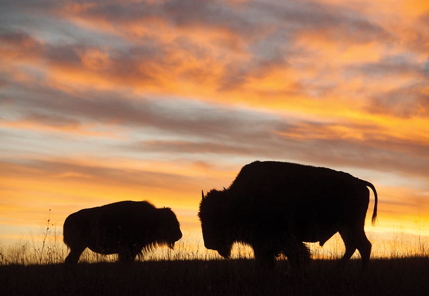 A Silhouette Of A Two Bison At Sunset Near Valentine, Nebraska by Joel Sartore