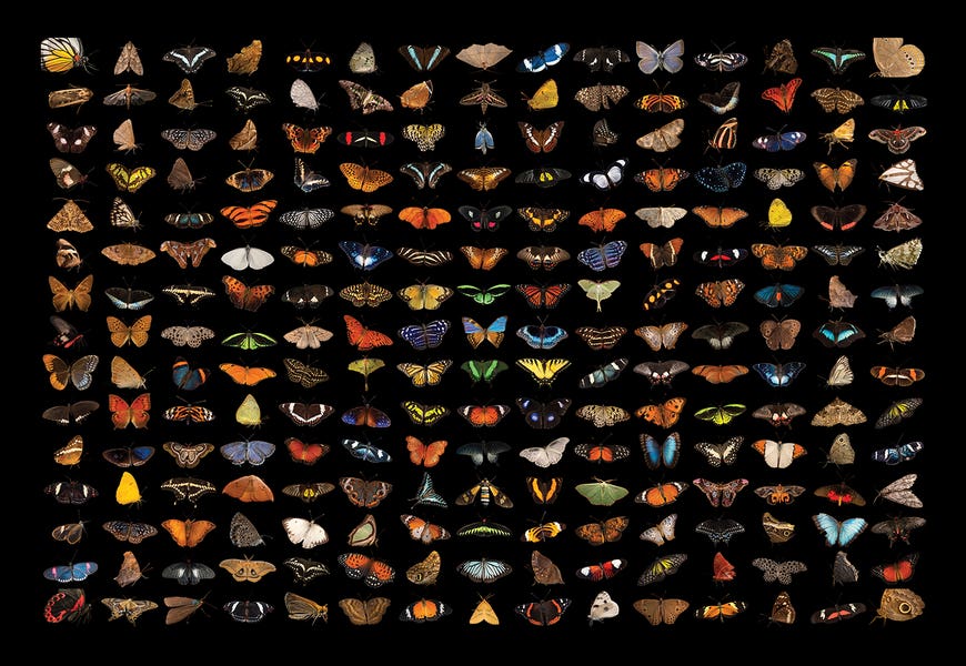 A Composite Of 225 Butterfly And Moth Species by Joel Sartore